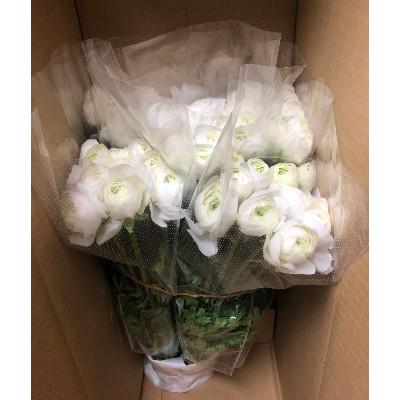 ふるさと納税 東かがわ市 ラナンキュラス「てまり(白系色)」切花50本 |  | 01