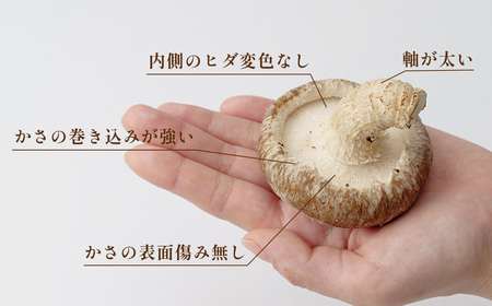 行田産こだわり生椎茸 約1.04kg No.004