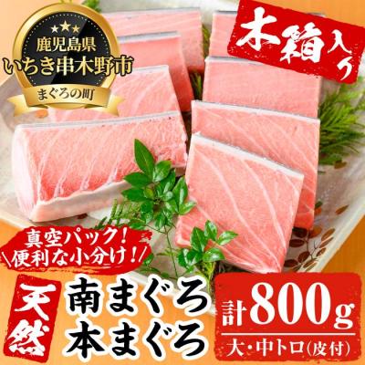 ふるさと納税 いちき串木野市 贈答用におすすめ!逸品の天然高級マグロ約800g(木箱入り)