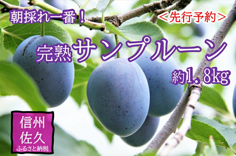 【ふるさと納税】【先行予約】長野県産 サンプルーン 約1.8kg 〈2025年9月3日～25日出荷／ 北海道・沖縄・離島は配送不可＞信州　果物　スモモ　旬彩　期間限定【 フルーツ プルーン 長野県 佐久市 】