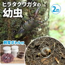 【ふるさと納税】【配送期間は2025年1月下旬～4月上旬に随時配送】ヒラタクワガタ（幼虫・2匹）飼育ボトル付　【 生き物 ヒラタクワガタ クワガタ 幼虫 エサ付き 】　お届け：2025年1月下旬～2025年4月下旬