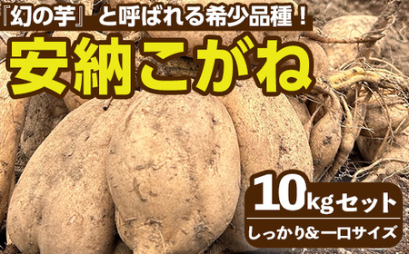 n332 ＜先行予約受付中！2025年10月下旬頃より順次発送予定＞種子島産 安納こがね(10kgセット) 国産 安納芋 黄金本場 種子島 芋 イモ いも さつまいも さつま芋 安納いも 野菜 【なかたね農産】