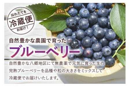 【 2026年 先行予約 】元気に育った ブルーベリー 1.2kg 生 ( 300g 4パック ) 農薬 栽培期間中 不使用 果物 フルーツ 新鮮 1.2キロ 手摘み 国産 産地直送 農家直送 産直 