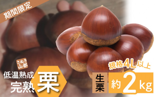 【数量限定】さぬき山都の低温熟成完熟栗(生栗)4Lサイズ 約2kg
