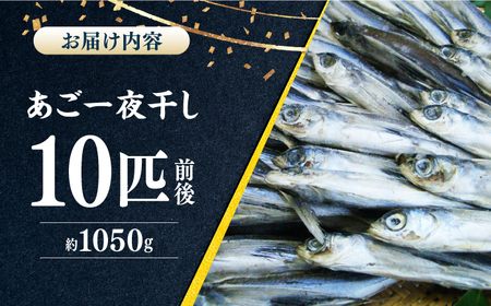 【口に広がる豊かな風味】あご一夜干し 約1050g（10匹前後）平戸市 / 森崎水産[KAD307]