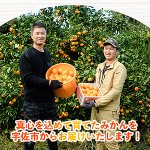 ＜先行予約受付中！11月下旬より順次発送予定＞数量限定 大分県宇佐市産 温州みかん(約10kg)みかん ミカン 蜜柑 柑橘 フルーツ 果物 くだもの 果実 国産【103620300】【井上農園】