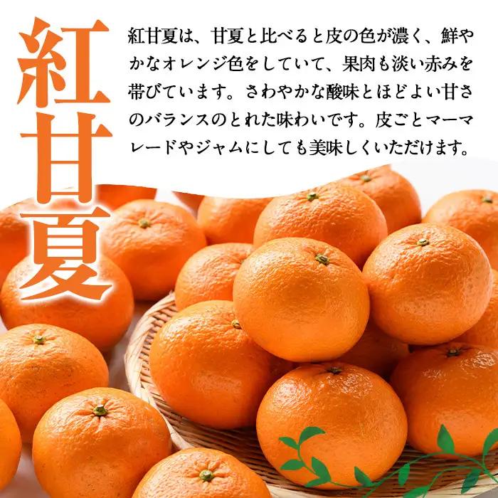 ＜先行予約受付中！2027年1月中旬以降順次発送予定＞訳あり紅甘夏(約20kg) 国産 鹿児島県 阿久根市 果実 果物 フルーツ 柑橘 紅甘夏 みかん ミカン 期間限定 数量限定【桐野柑橘株式会社】a