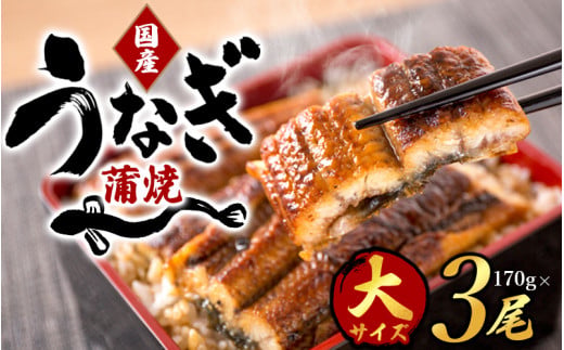 【大型サイズ】ふっくら柔らか 国産うなぎ蒲焼き 3尾【uot303-3】