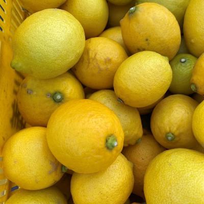 ふるさと納税 美浜町 【2027年1月中旬より順次発送】和歌山県産レモン　約10kg家庭用(サイズ混合)【まごころ手選別】 |  | 01