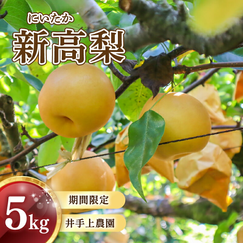 【ふるさと納税】 【10月頃から発送】 梨 ( 新高 ) 5kg 川崎町産 梨 | 井手上農園 産地直送 新高梨 なし にいたか フルーツ 果物 スイーツ デザート 梨 新高梨 新高 季節限定 数量限定 福岡県 川崎町 先行予約 先行受付 人気 2025年 旬にお届け ふるさと納税梨