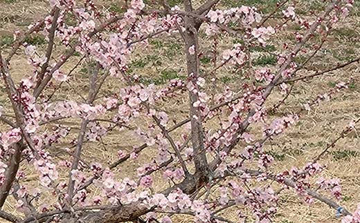 妙義山の麓 自家製あんずジャム、3本セット F21E-424