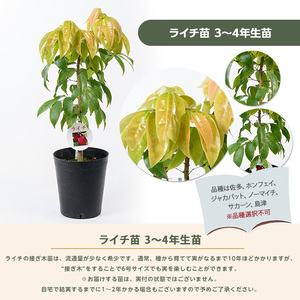 【観葉植物】ライチ苗 6号ポット 3～4年生苗木 前園植物園 IB002-011 観葉植物 観葉植物 ※北海道・沖縄・離島配送不可