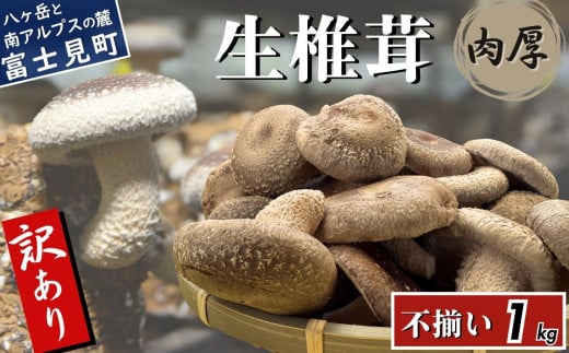 訳あり 肉厚 生しいたけ 1kg 八ヶ岳山麓育ち 国産 朝採れ 安心安全 農薬不使用 ハウス栽培 芳醇な香り 形不揃い 椎茸 信州