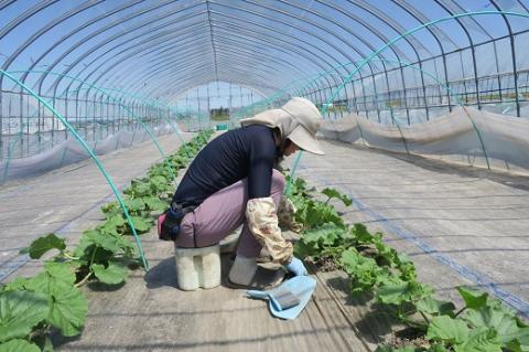 北海道栗山町産 幻のメロン 大箱（4～6玉 計8kg程度）