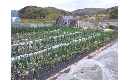 兵庫安心ブランド・玉ねぎ（アイドルじゅんこ）約5kg　栽培期間中農薬・化成肥料不使用 | シャキシャキ 食感 サラダ 玉ねぎ 野菜 付け合わせ ヘルシー こだわり おいしい グルメ 兵庫県 上郡町