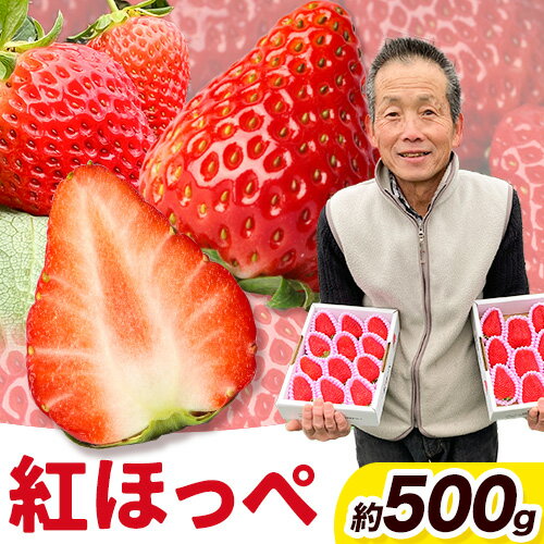 【ふるさと納税】＜ 先行予約 ＞ 粒の大きさにびっくり！ 紅ほっぺ 0.5kg (9~12粒) 木村農園《2026年1月上旬-3月中旬頃出荷》いちご 苺 イチゴ 果物 フルーツ 送料無料 徳島県 上板町