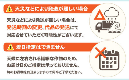 シャインマスカット 約2kg（3房）/ シャインマスカット しゃいんますかっと ぶどう ブドウ / 南島原市 / ガマダスぶどう園[SGL001]
