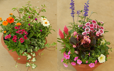 品種おまかせ 季節の花  寄せ植え 24ポット 花 