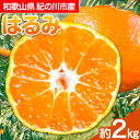 【先行予約】【ふるさと納税】和歌山県紀の川市産 はるみ 約2kg 岸武青果株式会社《2025年3月上旬-5月下旬頃出荷》 和歌山県 紀の川市 はるみ 春見 果物 フルーツ 柑橘 2kg 送料無料