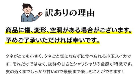 【 訳あり 】【2025年5月中旬より発送開始 】 こだまスイカ ピノ・ガール（ １玉 ） 感動必至！ タネが気にならない すいか スイカ 西瓜 旬 旬の果実 旬のフルーツ くだもの 果実 フルーツ 