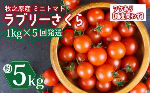 訳あり ミニ トマト フルーツ トマト ラブリーさくら うまたま 予約 受付 1kg × 5回 発送 計 5kg 選べる 容量 発送 回数 国産 野菜 フルーツ 甘い 静岡県 牧之原市 山本農園
