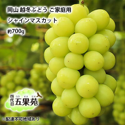 【ふるさと納税】越冬 ぶどう ご家庭用 シャイン マスカット 約700g 岡山県産 四代目 五果苑 果物 フルーツ デザート 樹上 完熟 平均糖度20度 減農薬 種なし 皮ごと 　お届け：2026年11月下旬〜2027年4月下旬
