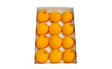 びわ ビワ 【高島屋選定品】【先行予約】九州屋 茂木 びわ 400g（ Lサイズ 12粒入）  びわ ビワ びわ びわ 贈答ビワ びわ ビワ びわ ビワ  ＜高島屋＞ [CFQ060]