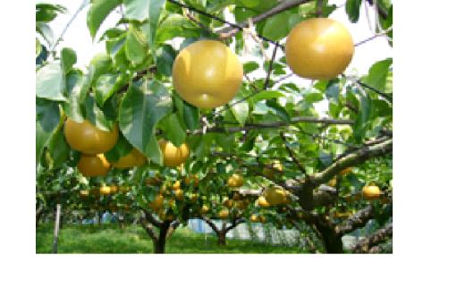 鳥取県産梨「幸水（こうすい）」5kg