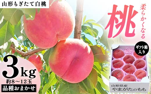 
            【先行受付（令和7年度発送）】山形もぎたて白桃『柔らかくなる桃』品種おまかせ3kg ギフト箱入り FSY-2035
          