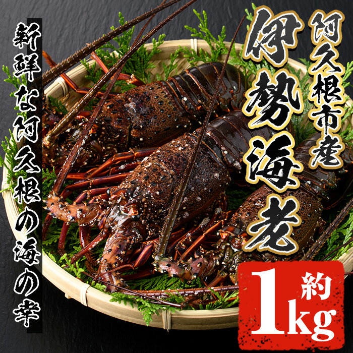【ふるさと納税】＜先行予約受付中！2025年10月以降順次発送予定＞伊勢海老(約1kg) 国産 阿久根市 伊勢海老 海老 エビ えび イセエビ 海鮮 海産物 海の幸 刺身 新鮮 急速冷凍【松永青果】akn053-36