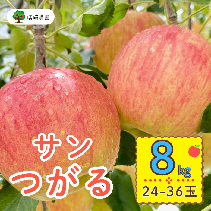 【先行予約】サンつがる【約8kg(24−36玉)】(7-A19-3)