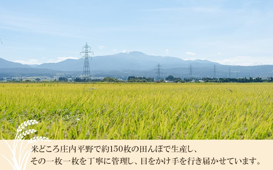 【令和7年産】 井上農場の特別栽培米 つや姫 無洗米 6kg（2kg×3袋）　K-756　山形県鶴岡市
