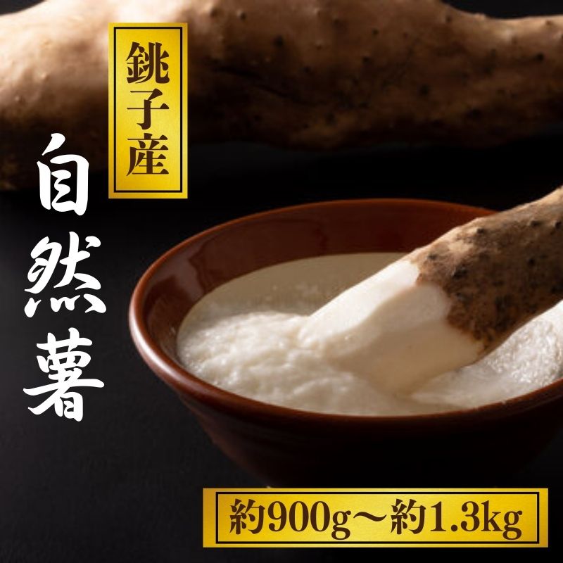 【ふるさと納税】 自然薯 約900g~1.3kg 山芋 とろろ じねんじょ 長芋 大和芋 いも 芋 国産 千葉県産 銚子産 野菜 旬 新鮮 栄養 効能 健康効果 美容 消化に良い お取り寄せ グルメ 送料無料 ふるさと納税 ふるさと納税野菜 千葉県 銚子市 弥兵衛 【12月中旬〜1月中旬配送】