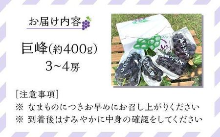 先行予約 和歌山 有田産 巨峰 1.2kg 3~4房 フルーツ 果物 【2024年8月中旬以降発送】