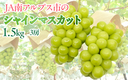 【令和7年発送先行予約】絶品！南アルプス市産シャインマスカット1.5kg ALPAA005-25-A1  山梨 山梨県 ぶどう 葡萄 ブドウ マスカット 種なし 大粒 フルーツ くだもの 果物 高級 新鮮 産地直送 贈答 ギフト 家庭用  1.5キロ 2025年