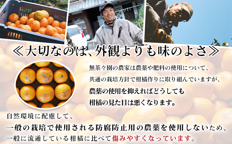 【先行予約】＜無茶々園 温州みかん 約10kg＞ 果物 くだもの ミカン 蜜柑 柑橘 フルーツ うんしゅうみかん 贈り物 ギフト おいしい 期間限定 季節限定 食べて応援 特産品 愛媛県 西予市