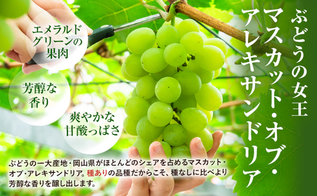 【先行予約】岡山県産 マスカット・オブ・アレキサンドリア 計 600g 株式会社 はちや《6月下旬-7月下旬頃出荷》【配送不可地域あり】