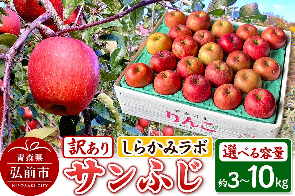 
                  りんご【26年12月中旬～発送】サンふじ【訳あり】【選べる 約3kg／約5kg／約10kg】しらかみラボ 家庭用 青森県 弘前市 果物 フルーツ 林檎 リンゴ くだもの 不揃い 規格外 先行受付 [先行予約 産地直送 アップル おいしい 果実 美味 甘い 赤色]
                