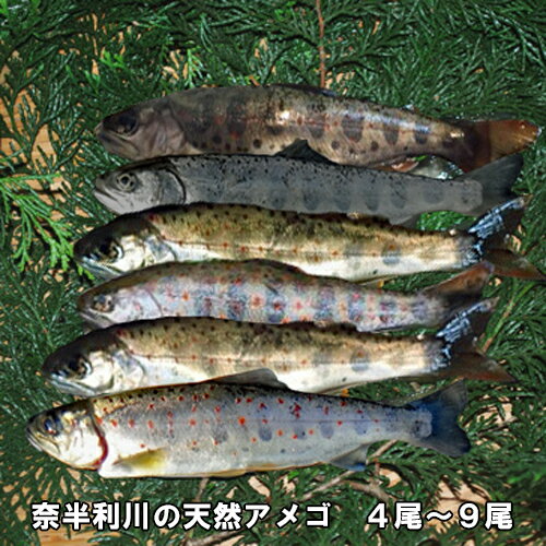 【ふるさと納税】奈半利川の天然アメゴ　天然 炭火焼 高知県 清流 奈半利川 冷凍あめご 4尾 9尾選べる