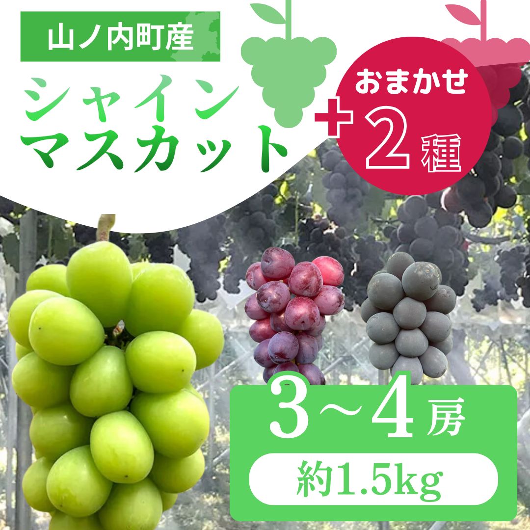 【ふるさと納税】ぶどう シャインマスカット + おまかせ2種 約1.5kg（3～4房）山ノ内町産 ブドウ 葡萄 マスカット　お届け：2025年9月10日～2025年10月31日