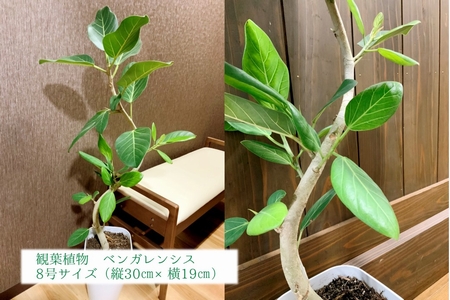 066-16 【4月以降(九州地方から)発送】観葉植物 ベンガレンシス8号サイズ1鉢