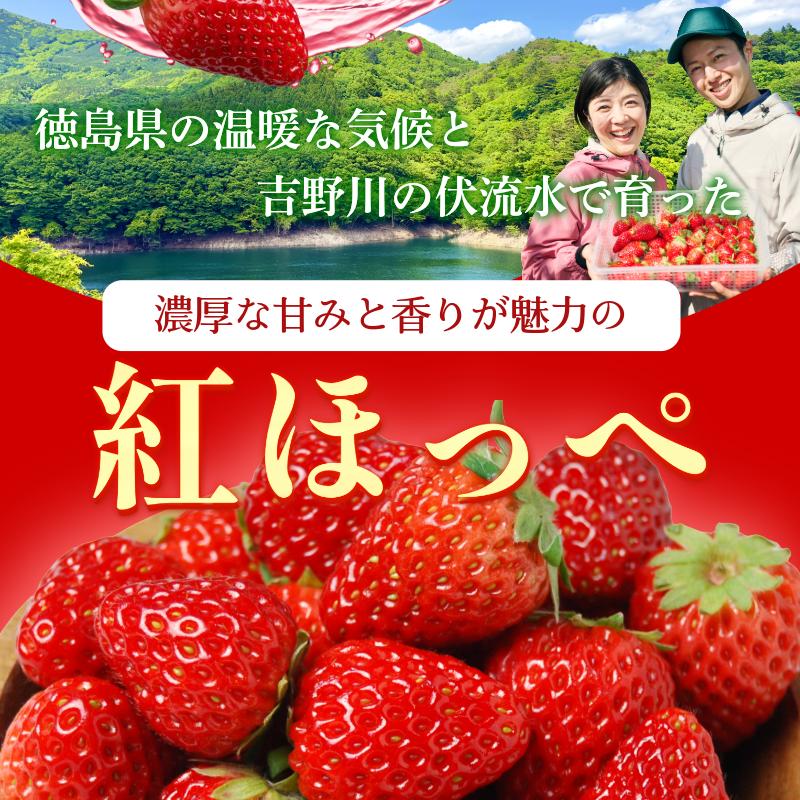 【 先行予約 】 いちご 500g 紅ほっぺ 苺 イチゴ ストロベリー 数量限定 1万円未満 徳島県産 strawberry ichigo itigo 2月上旬より順次出荷 徳島県