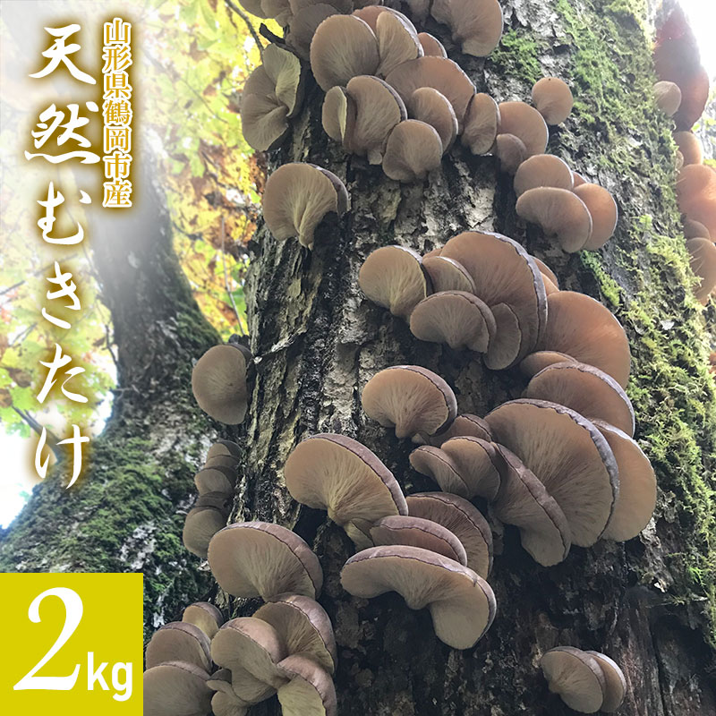 【ふるさと納税】【令和7年産先行予約 】山形県鶴岡市産 天然むきたけ 2kg 【発送時期：10月20日〜11月30日頃】きのこ わかば屋 2025年