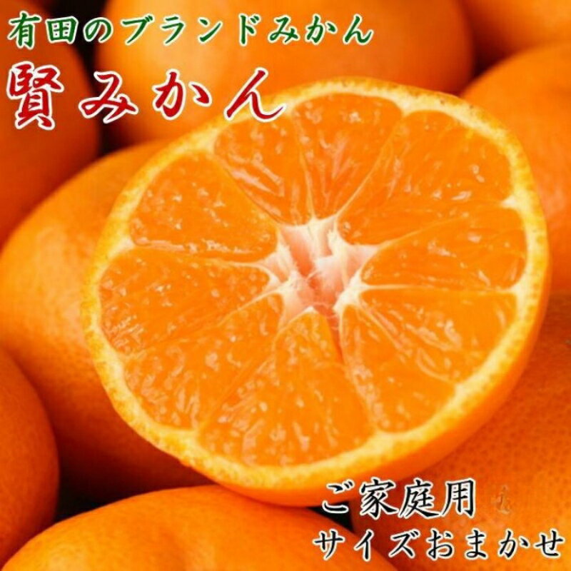 【ふるさと納税】 有田のブランド 「 賢みかん 」(S～Lサイズおまかせ）※11月中旬～翌年1月中旬頃頃に順次発送予定 / 有田みかん みかん 柑橘 果物 フルーツ 国産