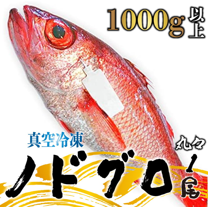 
            ノドグロ  約1000g以上 1尾 1kg 新潟 日本海産 高級魚 アカムツ 新鮮 真空 急速冷凍 冷凍 魚介類 日本海 新潟産 国産
          