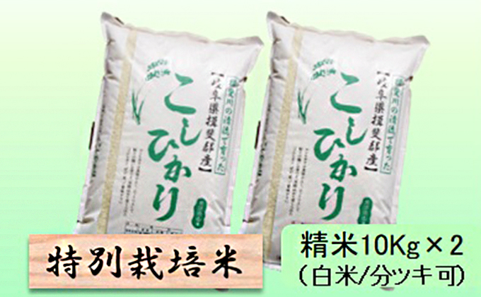 特別栽培米 【 令和8年産 】 精米 20kg（白米/5分/7分ツキ可）【 コシヒカリ 】玄米は別に出品