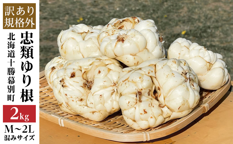 【規格外】十勝幕別 忠類ゆり根 2kg（M～2L）12～20玉［JA忠類］9月～3月発送限定【 北海道 幕別町 忠類 十勝 高級食材 お正月 料理 訳あり 】 野菜 ゆりね 北海道産 ワケあり