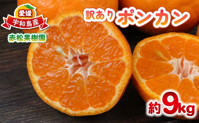 
                  訳あり ポンカン 9kg 赤松果樹園 先行予約 愛媛みかん 愛媛蜜柑 愛媛ミカン 蜜柑 みかん mikan 果物 くだもの フルーツ 柑橘 濃厚 甘い 甘味 産地直送 数量限定 国産 愛媛 宇和島 B012-208001
                