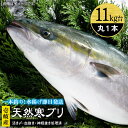 【ふるさと納税】壱岐島産天然寒ブリ（11キロ台・丸もの） 《壱岐市》【壱岐島　玄海屋】[JBS029] ぶり 寒ぶり ブリ 魚 刺身 しゃぶしゃぶ 138000 138000円 のし プレゼント ギフト