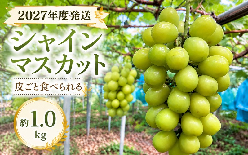 
                  【2027年度発送】シャインマスカット 約1.0kg ／ フルーツ 果物 数量限定 皮ごと 奈良県 御所市【yskw0001】
                